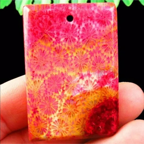 Beautiful chrysanthemum fossil from Indonesia - Picture 3 of 4